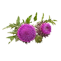  Milk Thistle